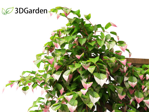 Actinidia kolomikta - Artic Kiwi 3D Model