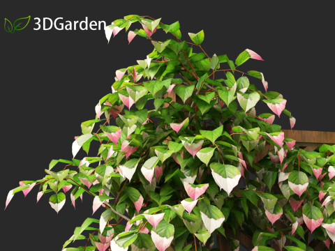 Actinidia kolomikta - Artic Kiwi 3D Model