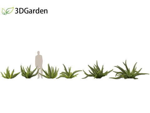 Asparagus densiflorus - asparagus fern 01 3D 모델