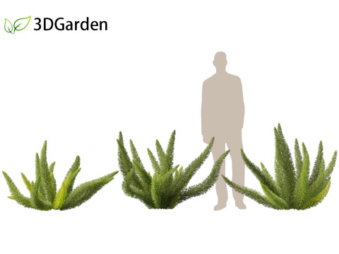 Asparagus densiflorus - asparagus fern 01 3D 모델