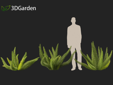 Asparagus densiflorus - asparagus fern 01 3D 모델