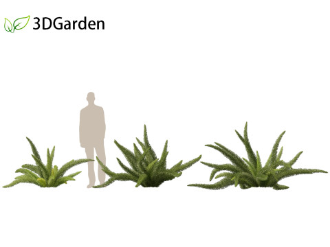 Asparagus densiflorus - asparagus fern 01 3D 모델