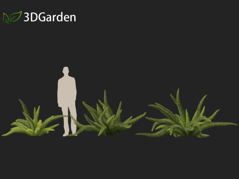 Asparagus densiflorus - asparagus fern 01 3D 모델