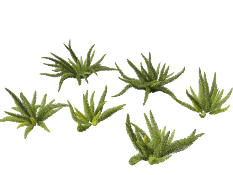 Asparagus densiflorus - asparagus fern 01 3D 모델 .c4d .max .obj .3ds .fbx .stl .blend 