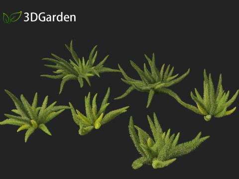 Asparagus densiflorus - asparagus fern 01 3D 모델