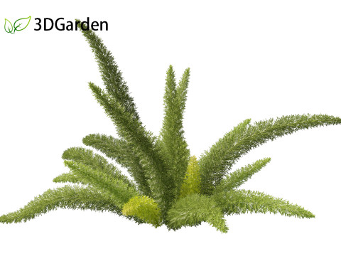 Asparagus densiflorus - asparagus fern 01 3D 모델