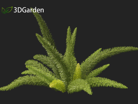 Asparagus densiflorus - asparagus fern 01 3D 모델