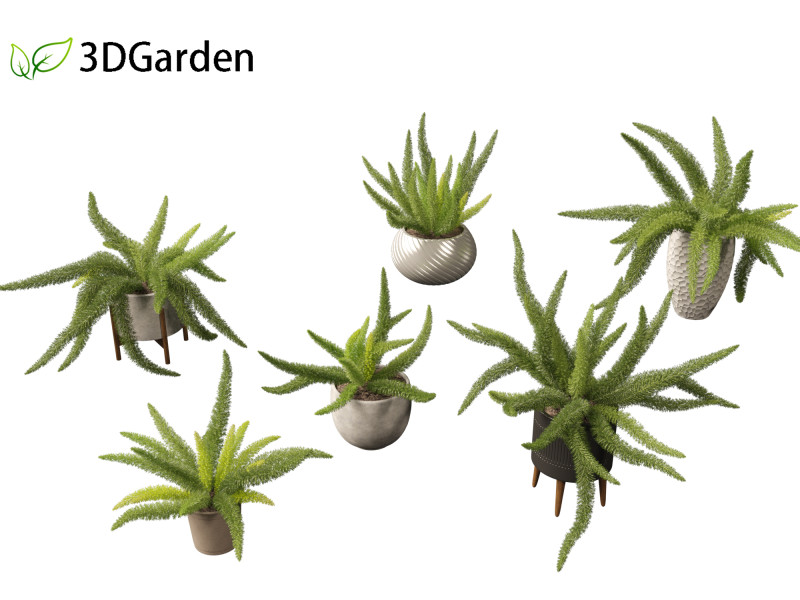 Asparagus densiflorus - asparagus fern 02 Model 3D .c4d .max .obj .3ds .fbx .stl .blend 