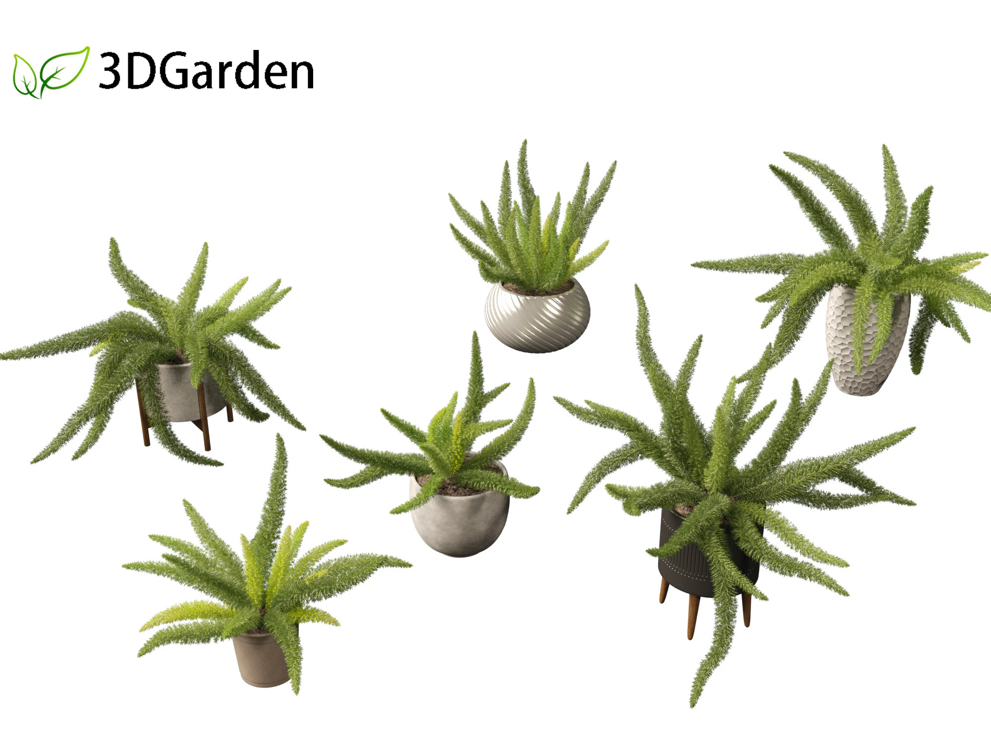 Asparagus densiflorus - asparagus fern 02 3D Model .c4d .max .obj .3ds .fbx .stl .blend