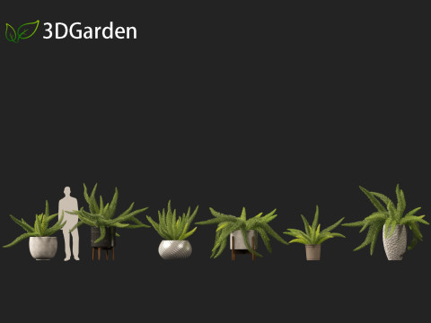 Asparagus densiflorus - asparagus fern 02 Model 3D