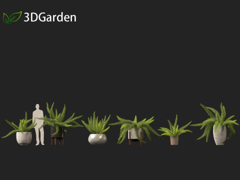 Asparagus densiflorus - asparagus fern 02 3D Model