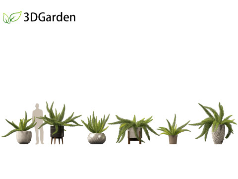 Asparagus densiflorus - asparagus fern 02 Model 3D