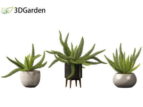 Asparagus densiflorus - asparagus fern 02 Model 3D