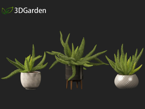 Asparagus densiflorus - asparagus fern 02 Model 3D