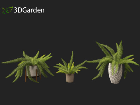 Asparagus densiflorus - asparagus fern 02 Model 3D