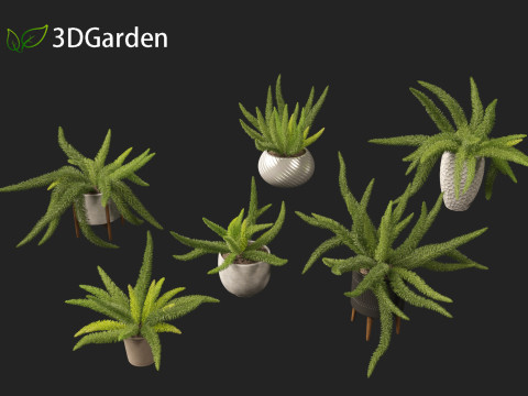 Asparagus densiflorus - asparagus fern 02 Model 3D