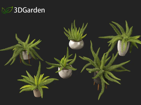 Asparagus densiflorus - asparagus fern 02 3D Model