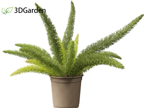 Asparagus densiflorus - asparagus fern 02 3D Model