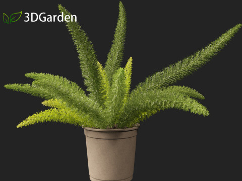 Asparagus densiflorus - asparagus fern 02 Model 3D