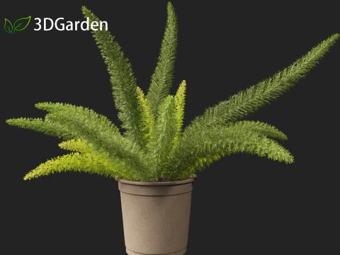 Asparagus densiflorus - asparagus fern 02 3D Model