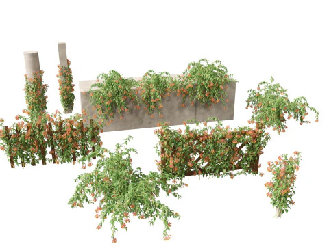 Bomarea multiflora - 후행 백합 3D 모델