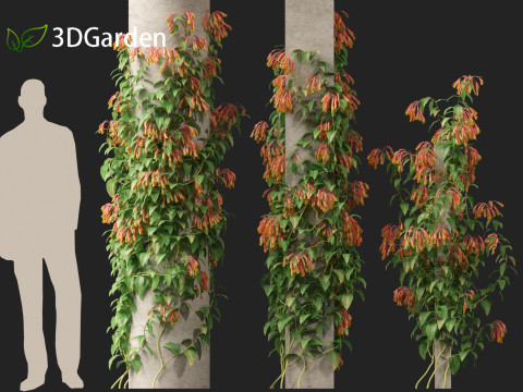 Bomarea multiflora - Trailing lily 3Dモデル