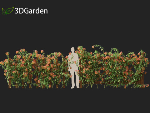 Bomarea multiflora - Trailing lily 3Dモデル