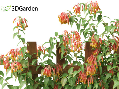 Bomarea multiflora - Trailing lily 3Dモデル