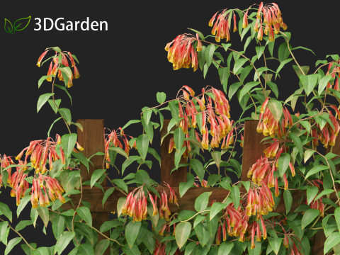 Bomarea multiflora - Trailing lily 3Dモデル
