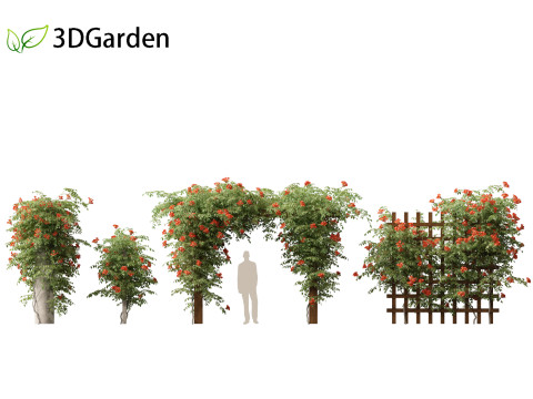 Campsis radicans - Trumpet vine 3Dモデル