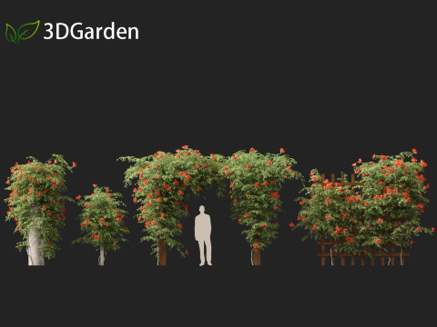 Campsis radicans - Trumpet vine 3Dモデル