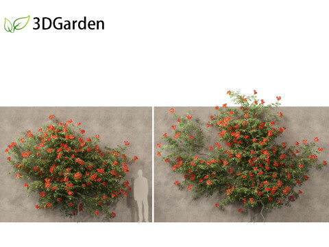 Campsis radicans - Trumpet vine 3Dモデル