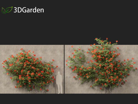 Campsis radicans - Trumpet vine 3Dモデル