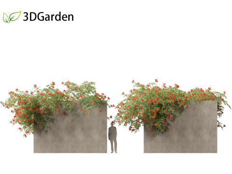 Campsis radicans - Trumpet vine 3Dモデル