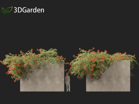 Campsis radicans - Trumpet vine 3Dモデル
