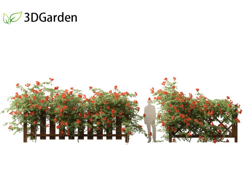 Campsis radicans - Trumpet vine 3Dモデル