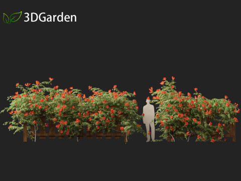 Campsis radicans - Trumpet vine 3Dモデル