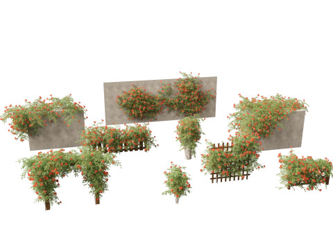 Campsis radicans - Trumpet vine 3D Model