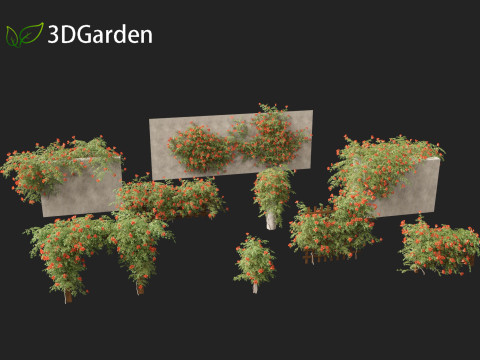 Campsis radicans - Trumpet vine 3Dモデル