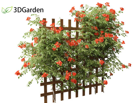 Campsis radicans - Trumpet vine 3Dモデル