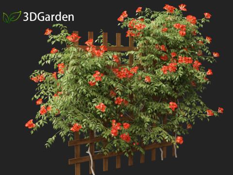 Campsis radicans - Trumpet vine 3Dモデル