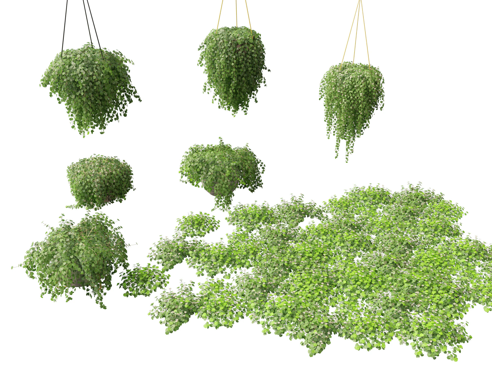 Dichondra repens - Kidney Weed 3D Model .c4d .max .obj .3ds .fbx .stl .blend