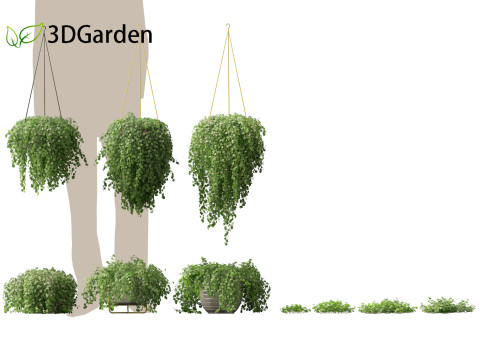 Dichondra repens - Kidney Weed 3D Model