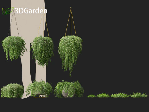 Dichondra repens - Kidney Weed 3D Model