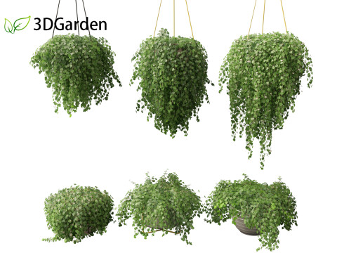 Dichondra repens - Kidney Weed 3D Model
