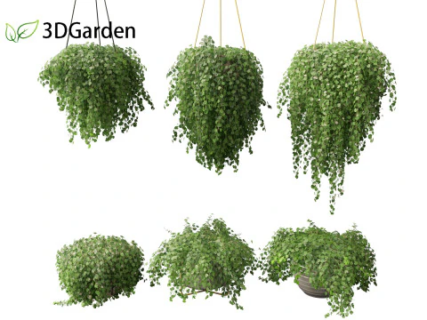 Dichondra repens - Kidney Weed 3D Model