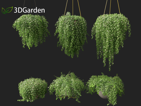 Dichondra repens - Kidney Weed 3D Model