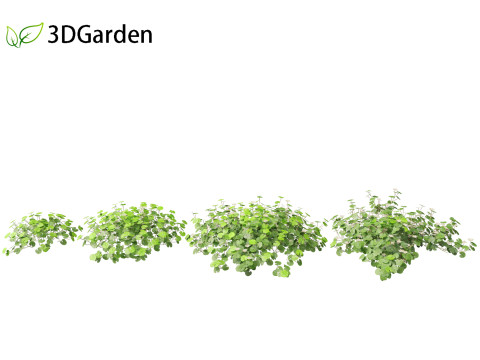 Dichondra repens - Kidney Weed 3D Model