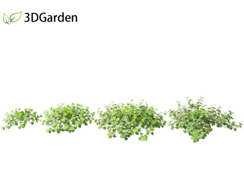 Dichondra repens - Kidney Weed 3D Model