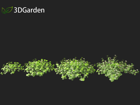 Dichondra repens - Kidney Weed 3D Model